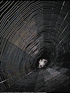 The net is not complex to the spider