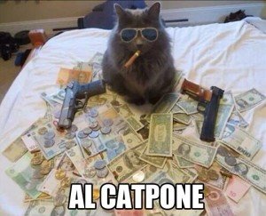 cat-money