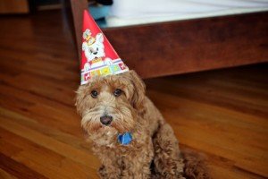 Sad dog – thanks to https://www.flickr.com/photos/ewwhite