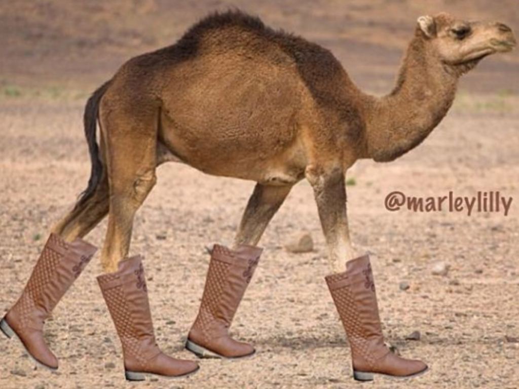 camel-boot