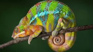 chameleon-sleepy-jpg-adapt-945-1