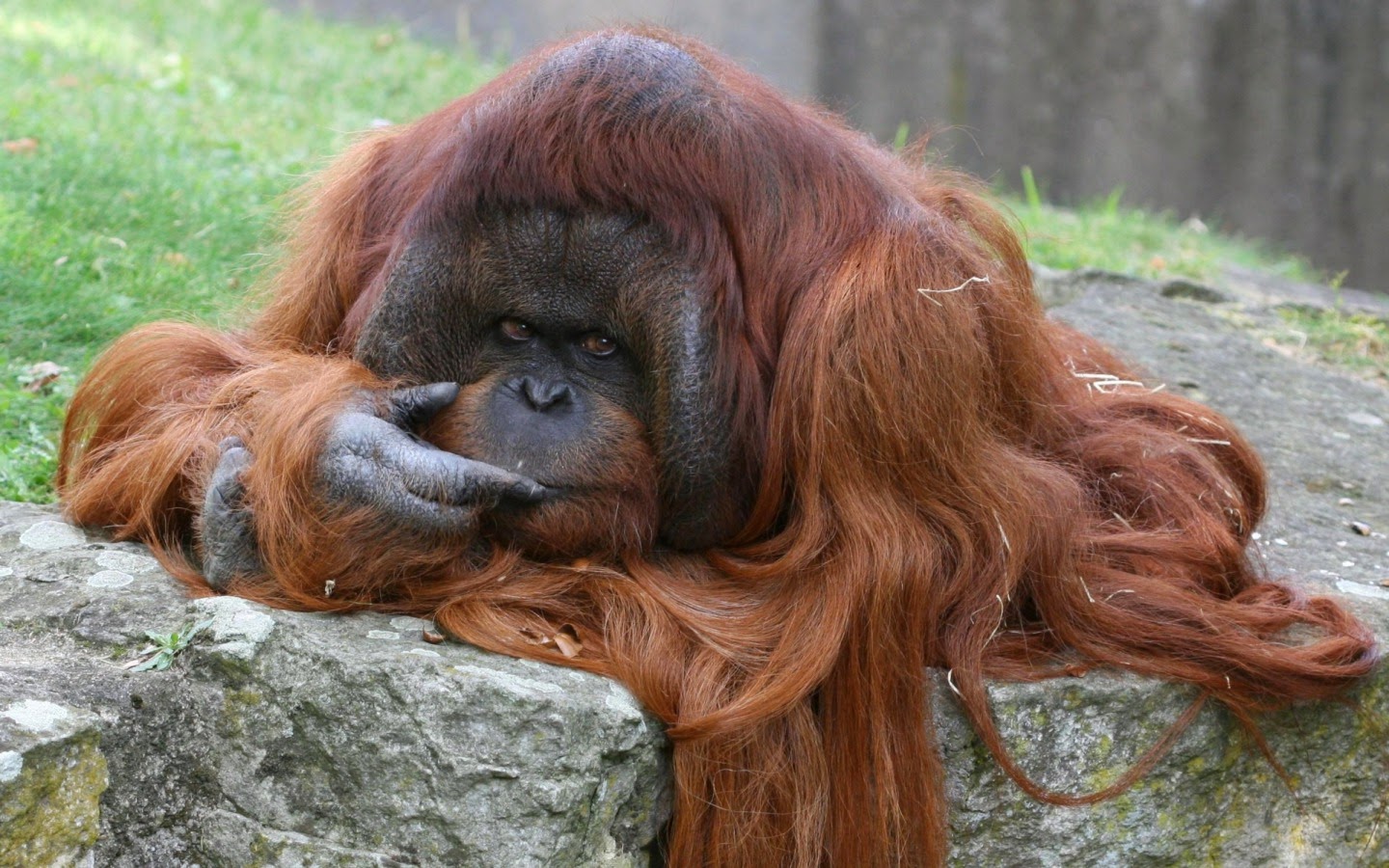 bored orangutan