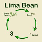 Bean Life Cycle