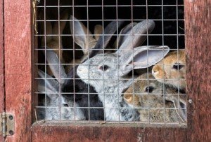 Rabbits in a hutch
